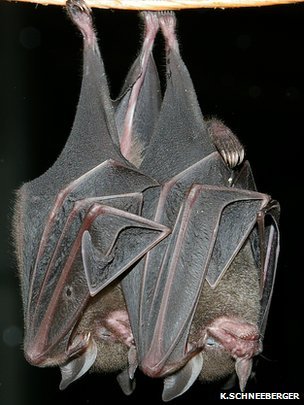 光污染给蝙蝠带来的影响